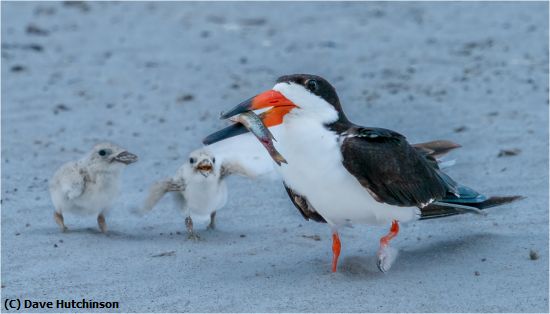 Missing Image: i_0028.jpg - Skimmer with treats for chicks