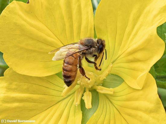 Missing Image: i_0033.jpg - Pollinating