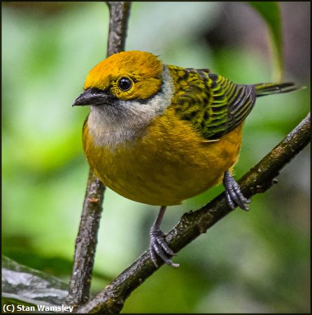 Missing Image: i_0037.jpg - CostaRicanSliver-ThroatedTanager