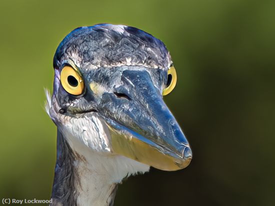 Missing Image: i_0042.jpg - Yellow eyes on prey