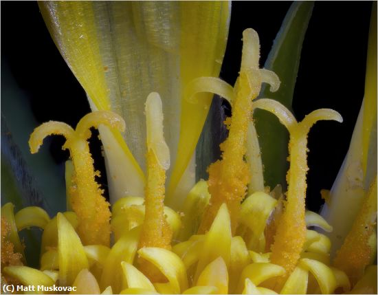 Missing Image: i_0044.jpg - Gazania Ultra Closeup