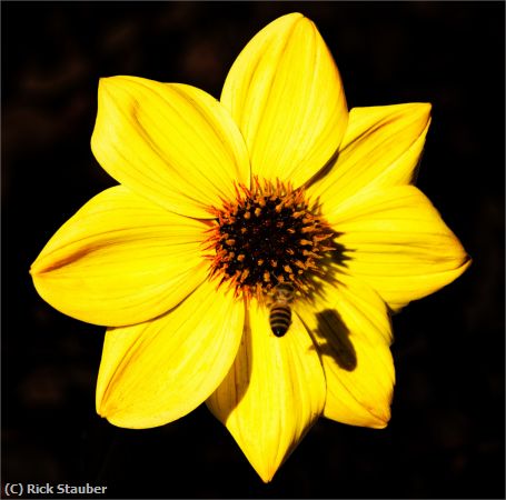 Missing Image: i_0051.jpg - Flower and Honeybee