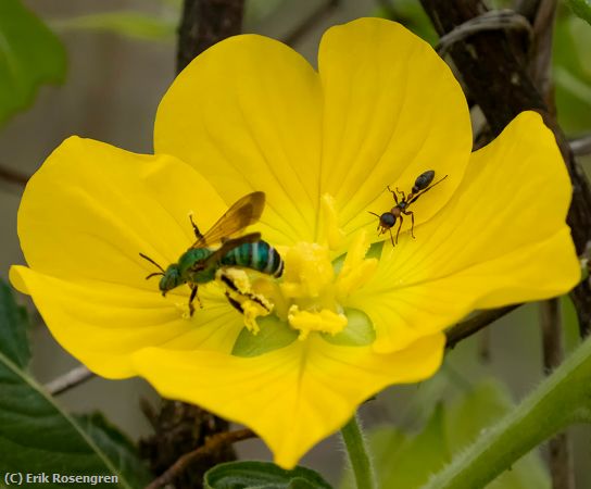 Missing Image: i_0054.jpg - Wild-flower-and-friends