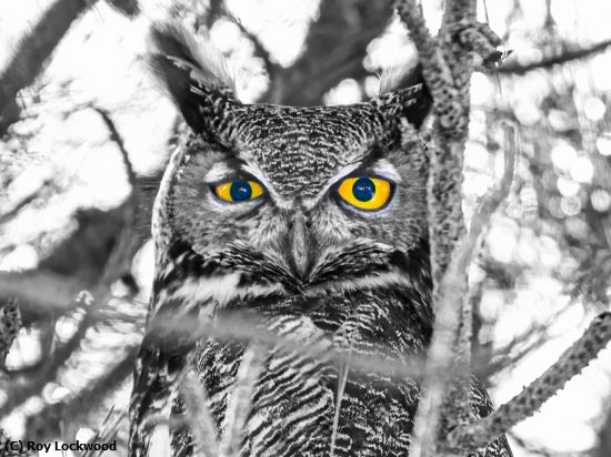 Missing Image: i_0056.jpg - Eyes on you