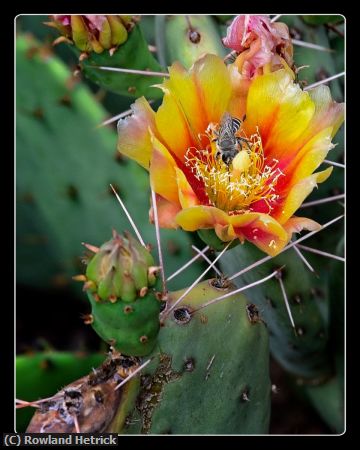 Missing Image: i_0057.jpg - Pointy Things