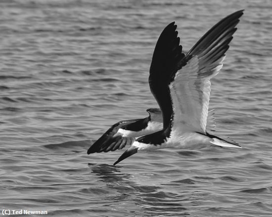 Missing Image: i_0062.jpg - skimming together