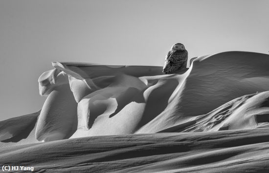 Missing Image: i_0069.jpg - Snow Owl