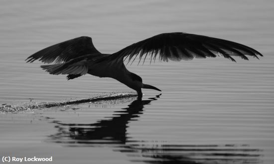 Missing Image: i_0070.jpg - Skimming Skimmer
