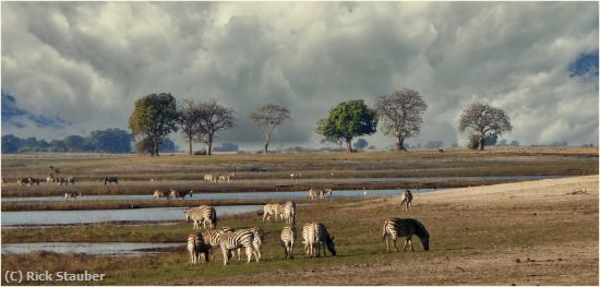 Missing Image: i_0004.jpg - Chobe River Valley