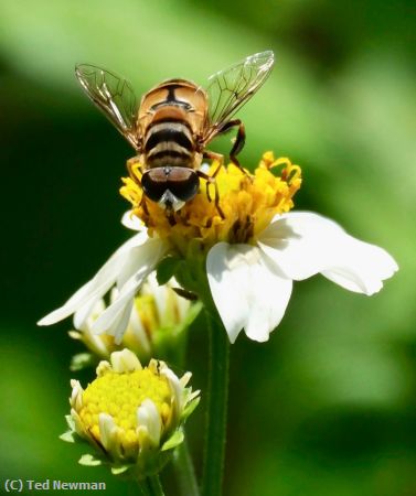 Missing Image: i_0005.jpg - focused on feeding