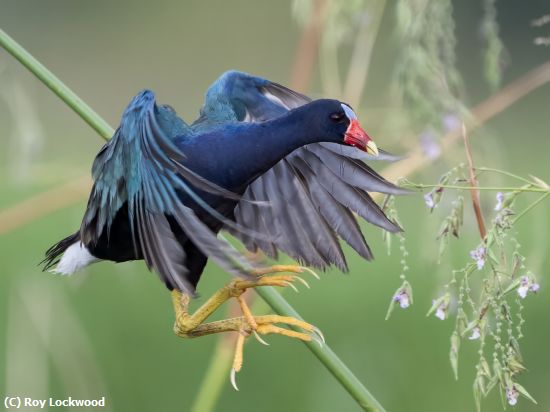 Missing Image: i_0007.jpg - Purple gallinule