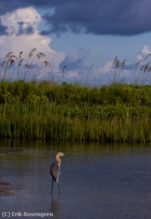 Missing Image: i_0009.jpg - Enjoying-the-day-Reddish-Egret