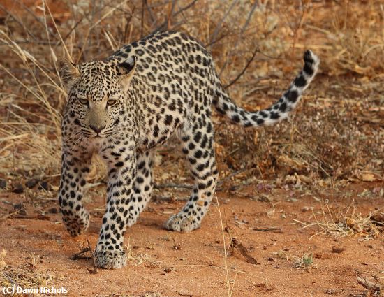 Missing Image: i_0017.jpg - Leopard On Approach