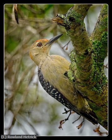 Missing Image: i_0018.jpg - Wood Pecker