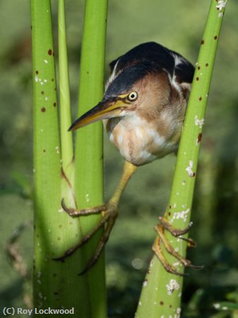 Missing Image: i_0022.jpg - Least bittern