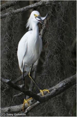 Missing Image: i_0031.jpg - Egret has Lunch