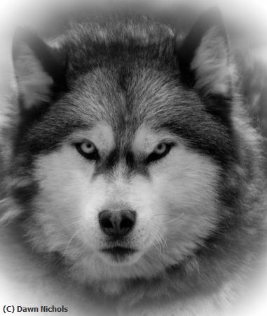 Missing Image: i_0063.jpg - Husky