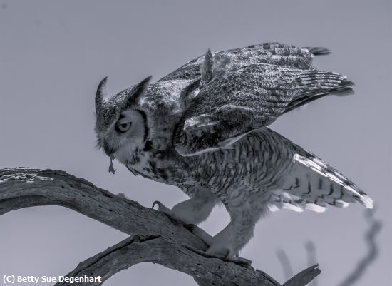 Missing Image: i_0067.jpg - Appetizer-Great-Horned-Owl
