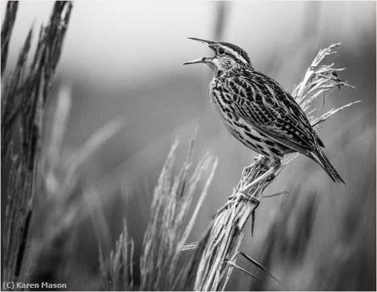 Missing Image: i_0083.jpg - MorningSong