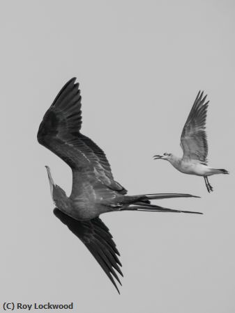 Missing Image: i_0084.jpg - Frigatebird Harassment
