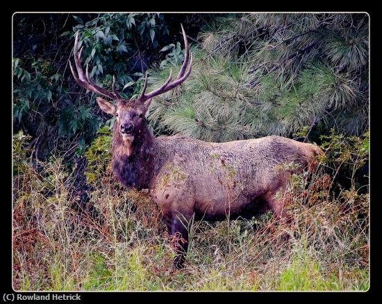 Missing Image: i_0015.jpg - Big Fella