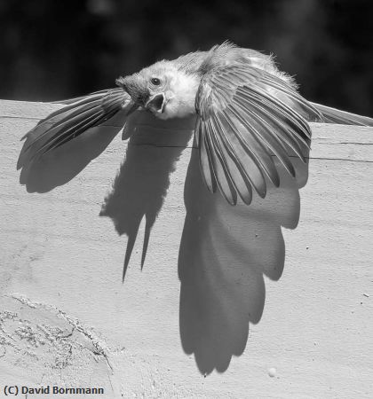 Missing Image: i_0072.jpg - Tired Titmouse