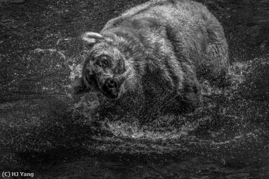 Missing Image: i_0062.jpg - Bear shaking