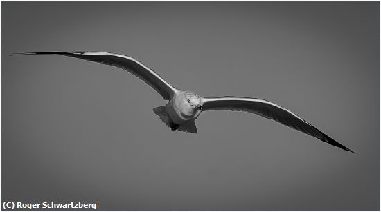 Missing Image: i_0070.jpg - Graceful Glider