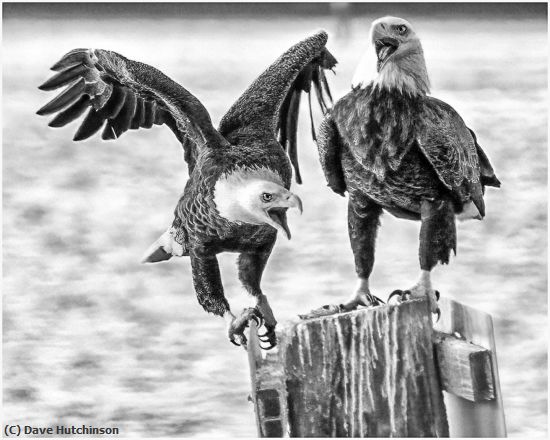Missing Image: i_0063.jpg - Eagles fighting over territory