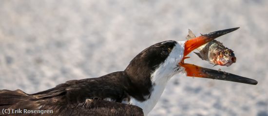 Missing Image: i_0023.jpg - Fish-This-is-going-to-hurt