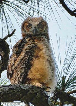 Missing Image: i_0031.jpg - fluffy owl