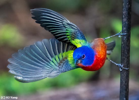 Missing Image: i_0024.jpg - Painted Bunting