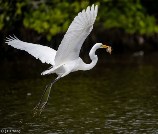 Missing Image: i_0039.jpg - Flying with fish