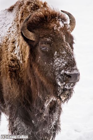 Missing Image: i_0062.jpg - Winter Bison