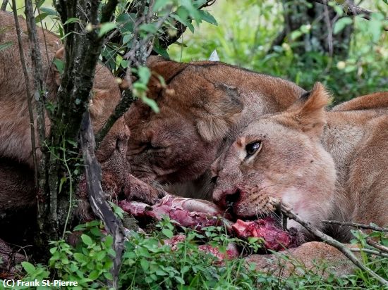 Missing Image: i_0063.jpg - Beast