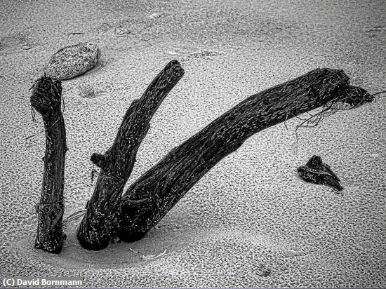 Missing Image: i_0067.jpg - Driftwood