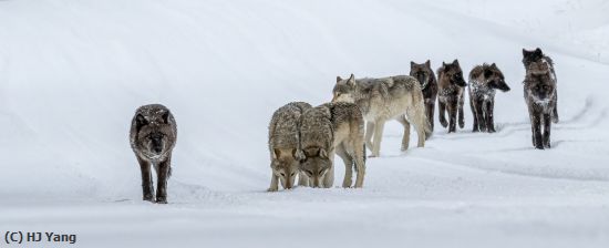 Missing Image: i_0006.jpg - Gray wolves