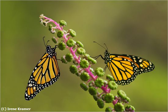 Missing Image: i_0008.jpg - Monarchs on Common Pokeweed