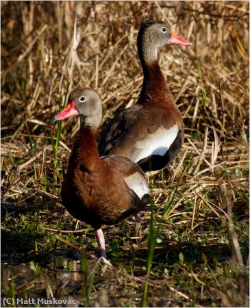 Missing Image: i_0022.jpg - Whistling Ducks