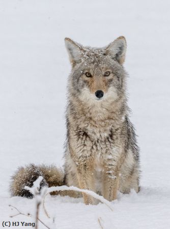Missing Image: i_0024.jpg - Coyote