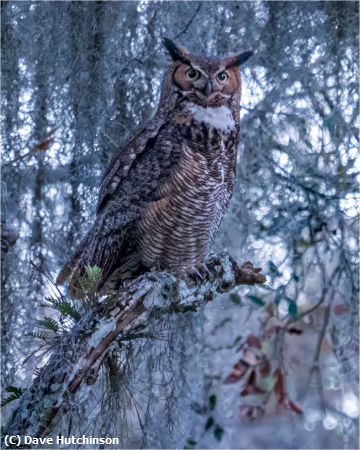 Missing Image: i_0029.jpg - Great Horned Owl Winter Look