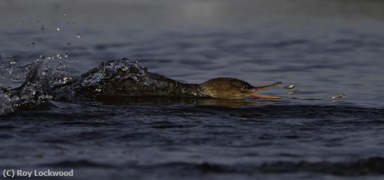 Missing Image: i_0030.jpg - Merganser Attack