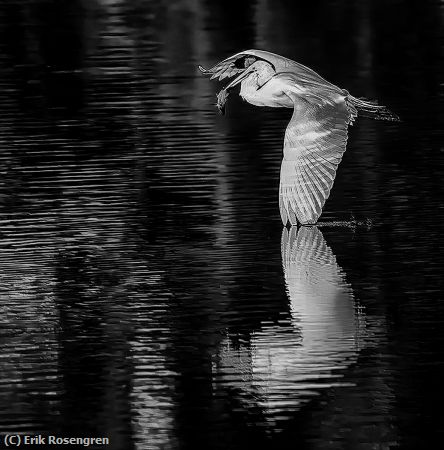 Missing Image: i_0058.jpg - Heavy-fish-Dragging-its-Wing