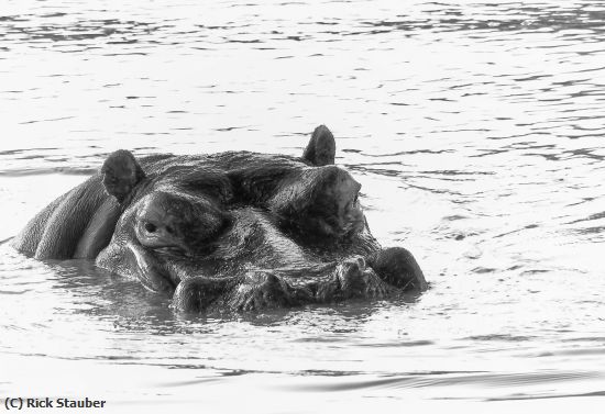 Missing Image: i_0067.jpg - Zambezi River Hippo