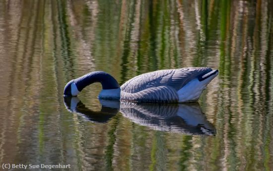 Missing Image: i_0009.jpg - Goose Reflecting