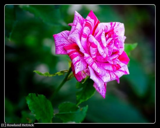 Missing Image: i_0022.jpg - A rose is a rose