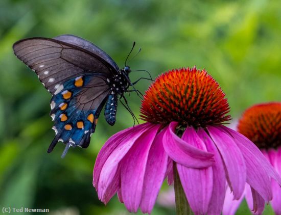 Missing Image: i_0023.jpg - enjoying the perfect flower