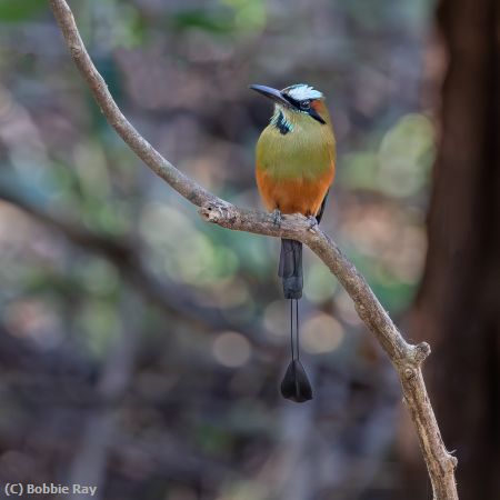 Missing Image: i_0024.jpg - Tourquoise Browed Motmot