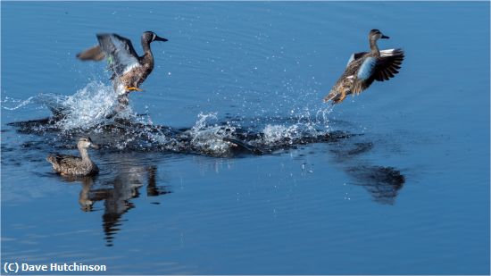 Missing Image: i_0031.jpg - Blue Teal Ducks