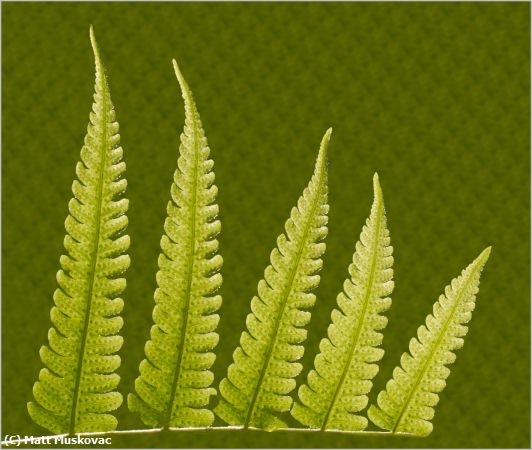 Missing Image: i_0033.jpg - Fern Half